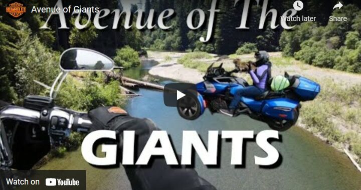 Avenue of the Giants - Riding Humboldt County