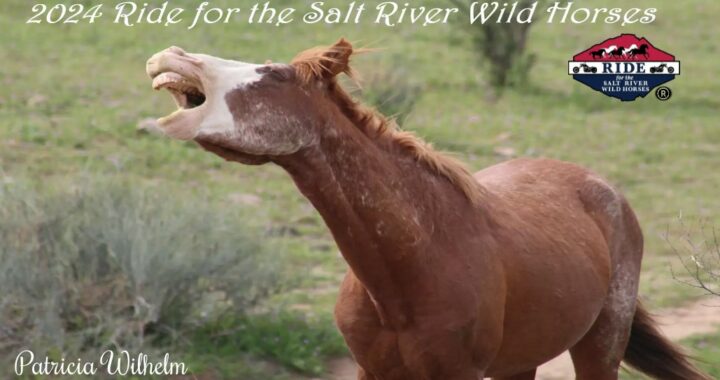 9th Ride for the Salt River Wild Horses