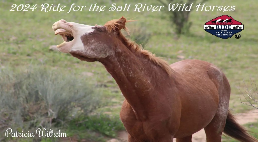 9th Ride for the Salt River Wild Horses | Fountain Hills AZ